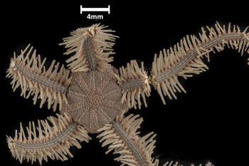 Media type: image;   Invertebrate Zoology OPH-2349 Description: Top down view of single ophiuroid specimen with a scale bar.;  Aspect: dorsal